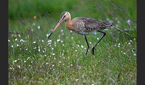 Uferschnepfe (Limosa limosa)