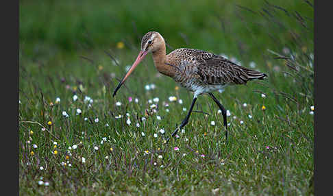 Uferschnepfe (Limosa limosa)