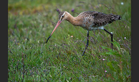 Uferschnepfe (Limosa limosa)