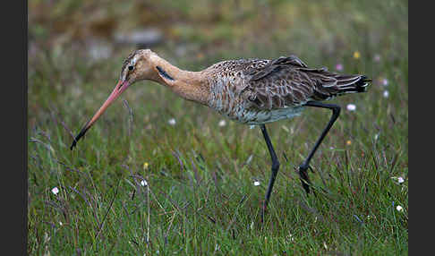 Uferschnepfe (Limosa limosa)