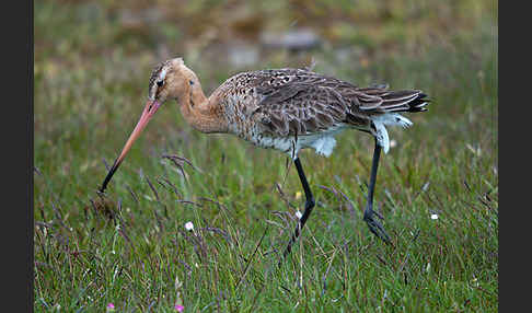 Uferschnepfe (Limosa limosa)