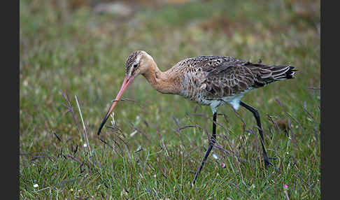 Uferschnepfe (Limosa limosa)