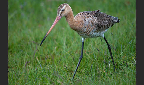 Uferschnepfe (Limosa limosa)