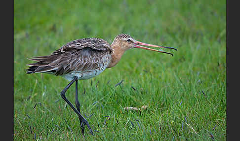 Uferschnepfe (Limosa limosa)