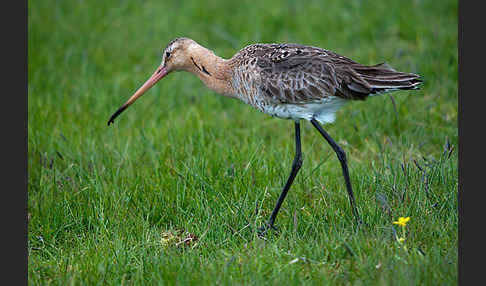 Uferschnepfe (Limosa limosa)