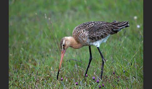 Uferschnepfe (Limosa limosa)