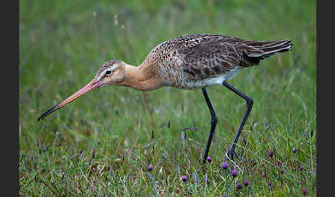 Uferschnepfe (Limosa limosa)