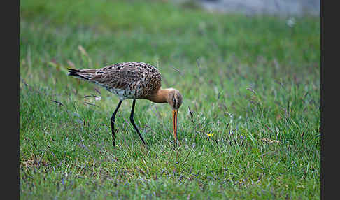 Uferschnepfe (Limosa limosa)