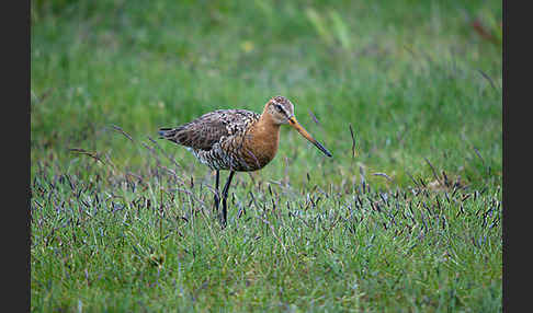 Uferschnepfe (Limosa limosa)