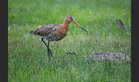 Uferschnepfe (Limosa limosa)