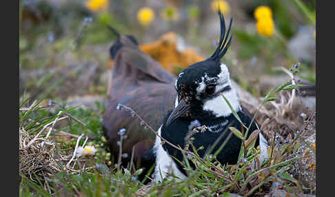 Kiebitz (Vanellus vanellus)