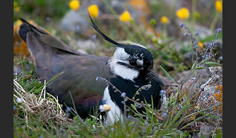 Kiebitz (Vanellus vanellus)