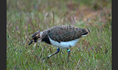 Kiebitz (Vanellus vanellus)