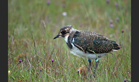 Kiebitz (Vanellus vanellus)