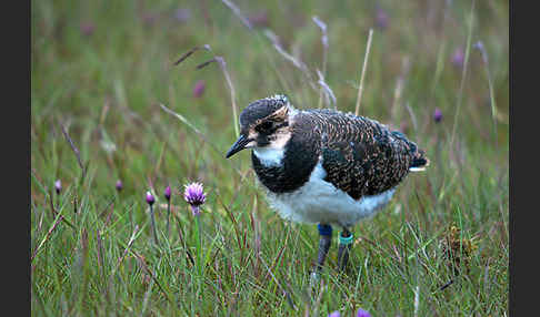 Kiebitz (Vanellus vanellus)