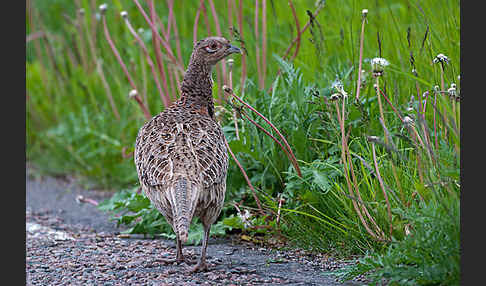 Fasan (Phasianus colchicus)