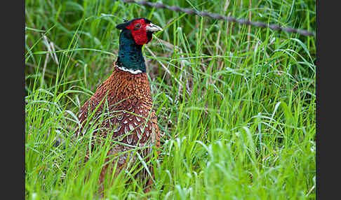 Fasan (Phasianus colchicus)