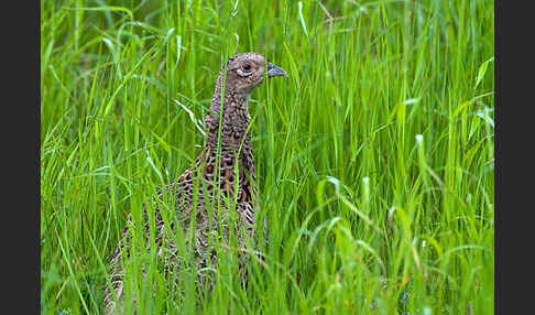 Fasan (Phasianus colchicus)