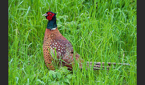 Fasan (Phasianus colchicus)