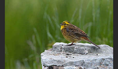 Goldammer (Emberiza citrinella)