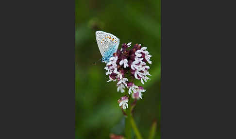 Gemeiner Bläuling (Polyommatus icarus)