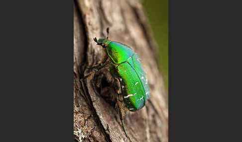 Gemeiner Rosenkäfer (Cetonia aurata)