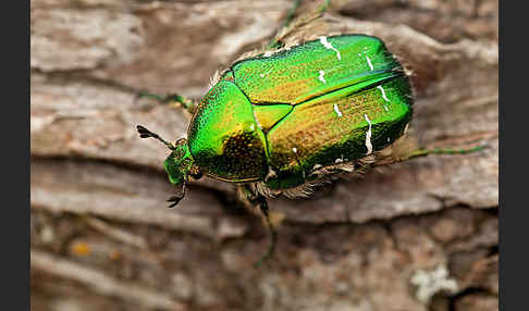 Gemeiner Rosenkäfer (Cetonia aurata)