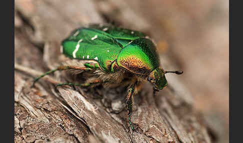 Gemeiner Rosenkäfer (Cetonia aurata)