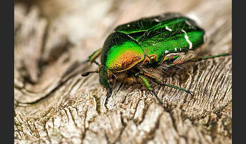 Gemeiner Rosenkäfer (Cetonia aurata)