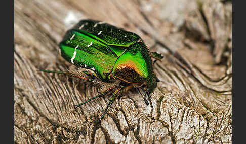 Gemeiner Rosenkäfer (Cetonia aurata)