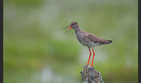 Rotschenkel (Tringa totanus)