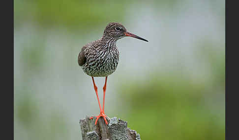 Rotschenkel (Tringa totanus)