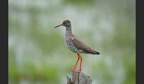 Rotschenkel (Tringa totanus)