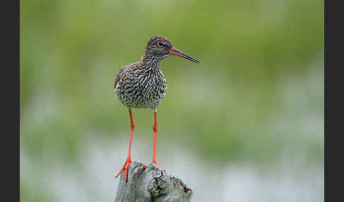 Rotschenkel (Tringa totanus)