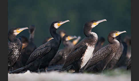 Kormoran (Phalacrocorax carbo)