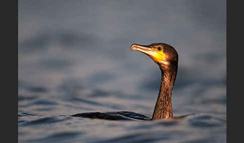 Kormoran (Phalacrocorax carbo)