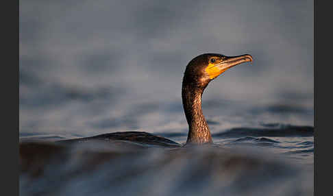 Kormoran (Phalacrocorax carbo)