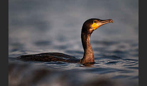 Kormoran (Phalacrocorax carbo)