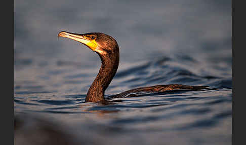 Kormoran (Phalacrocorax carbo)