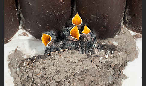 Rauchschwalbe (Hirundo rustica)