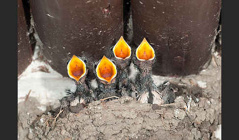 Rauchschwalbe (Hirundo rustica)