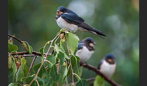 Rauchschwalbe (Hirundo rustica)