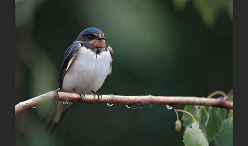 Rauchschwalbe (Hirundo rustica)