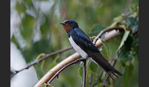 Rauchschwalbe (Hirundo rustica)