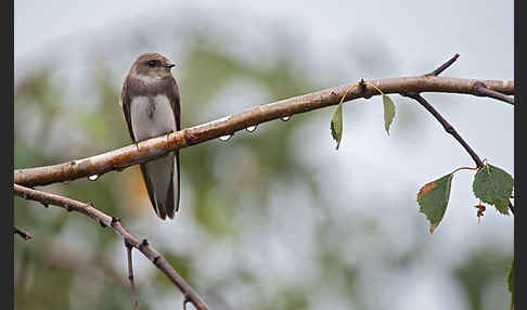 Uferschwalbe (Riparia riparia)