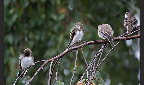 Uferschwalbe (Riparia riparia)