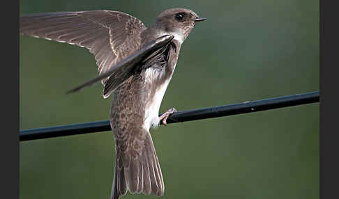 Uferschwalbe (Riparia riparia)