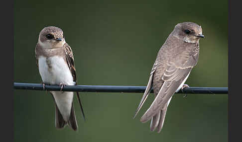 Uferschwalbe (Riparia riparia)