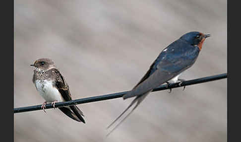 Rauchschwalbe (Hirundo rustica)