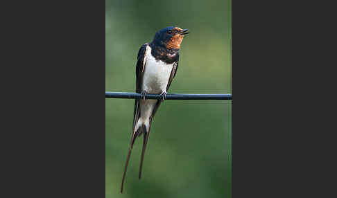 Rauchschwalbe (Hirundo rustica)